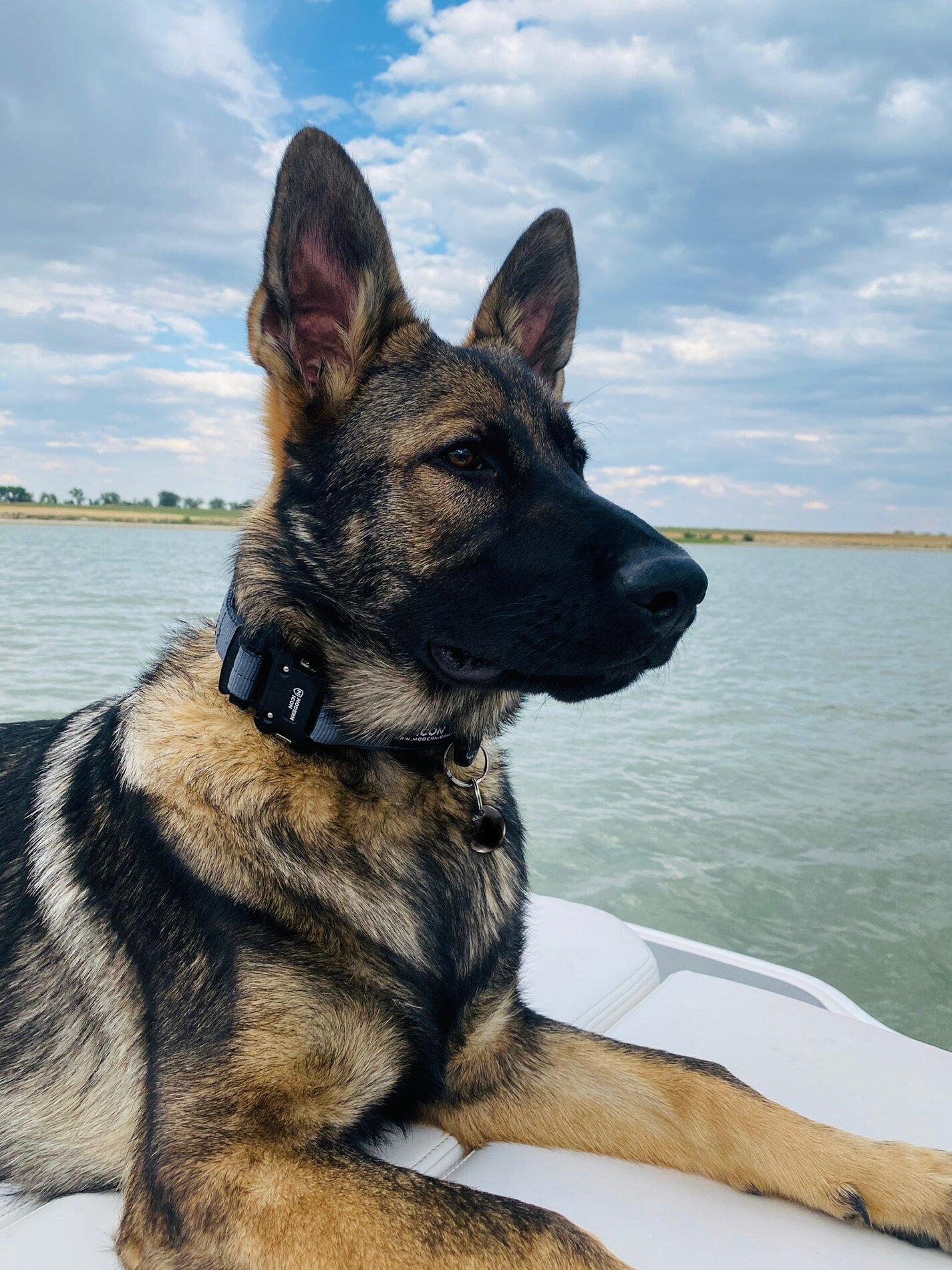 Ford Bronco The Dog Thread 🐾 BFA8E1C3-AE36-4DC7-9073-E67FC16C6EA0