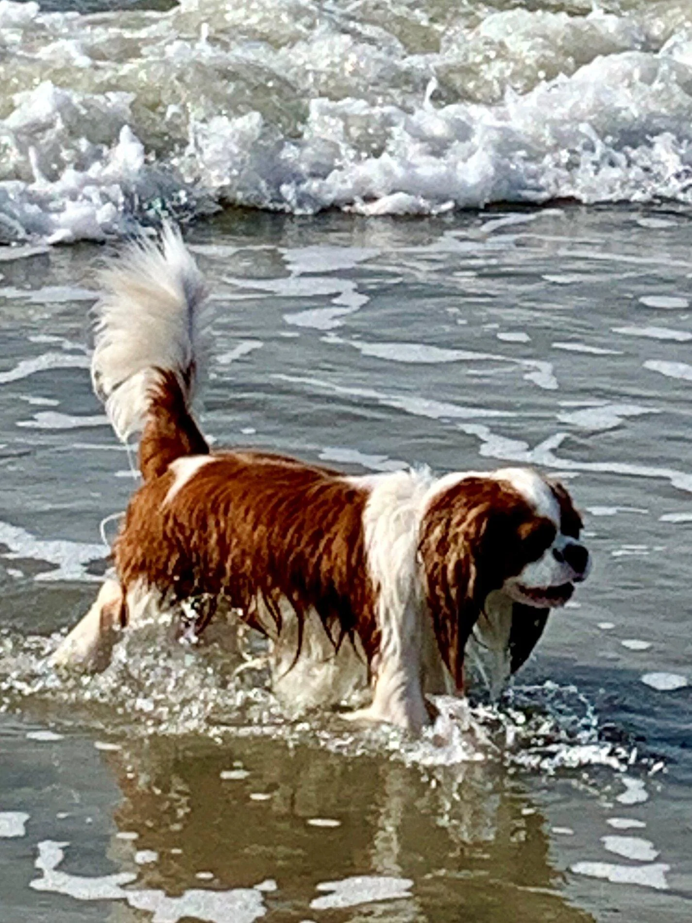 Rufus - HHI Beach - July 2019.jpg