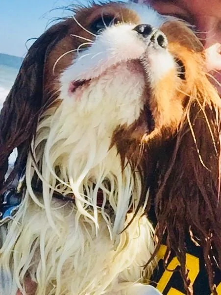 Rufus at the Beach - Nov2018.jpg