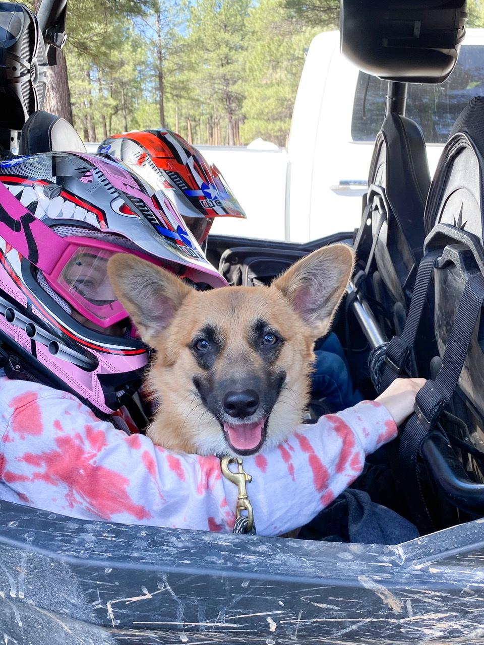 Ford Bronco The Dog Thread 🐾 D6144477-7D89-4662-8D8F-A680D255D1BD