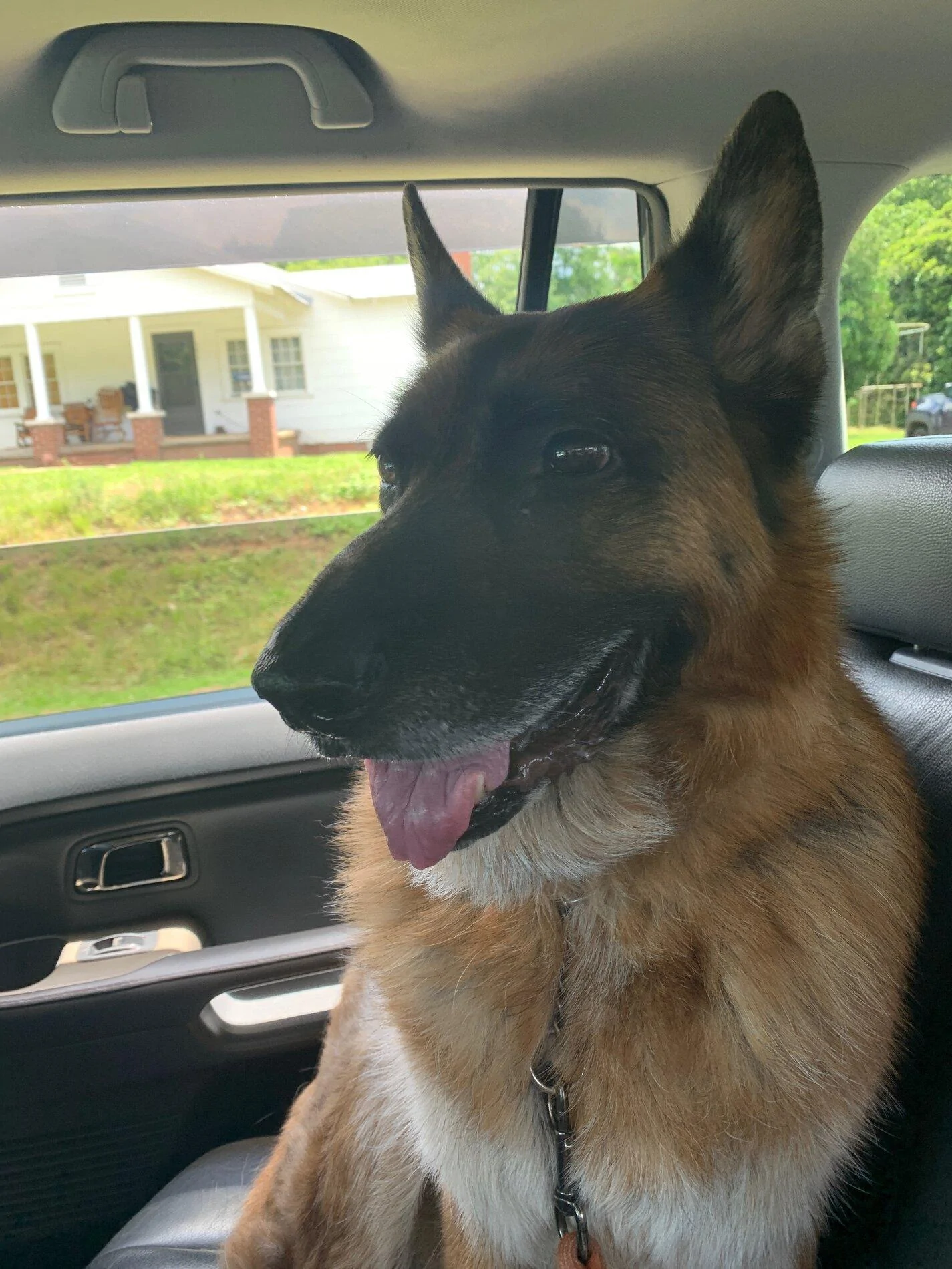 Ford Bronco The Dog Thread 🐾 1596301356077