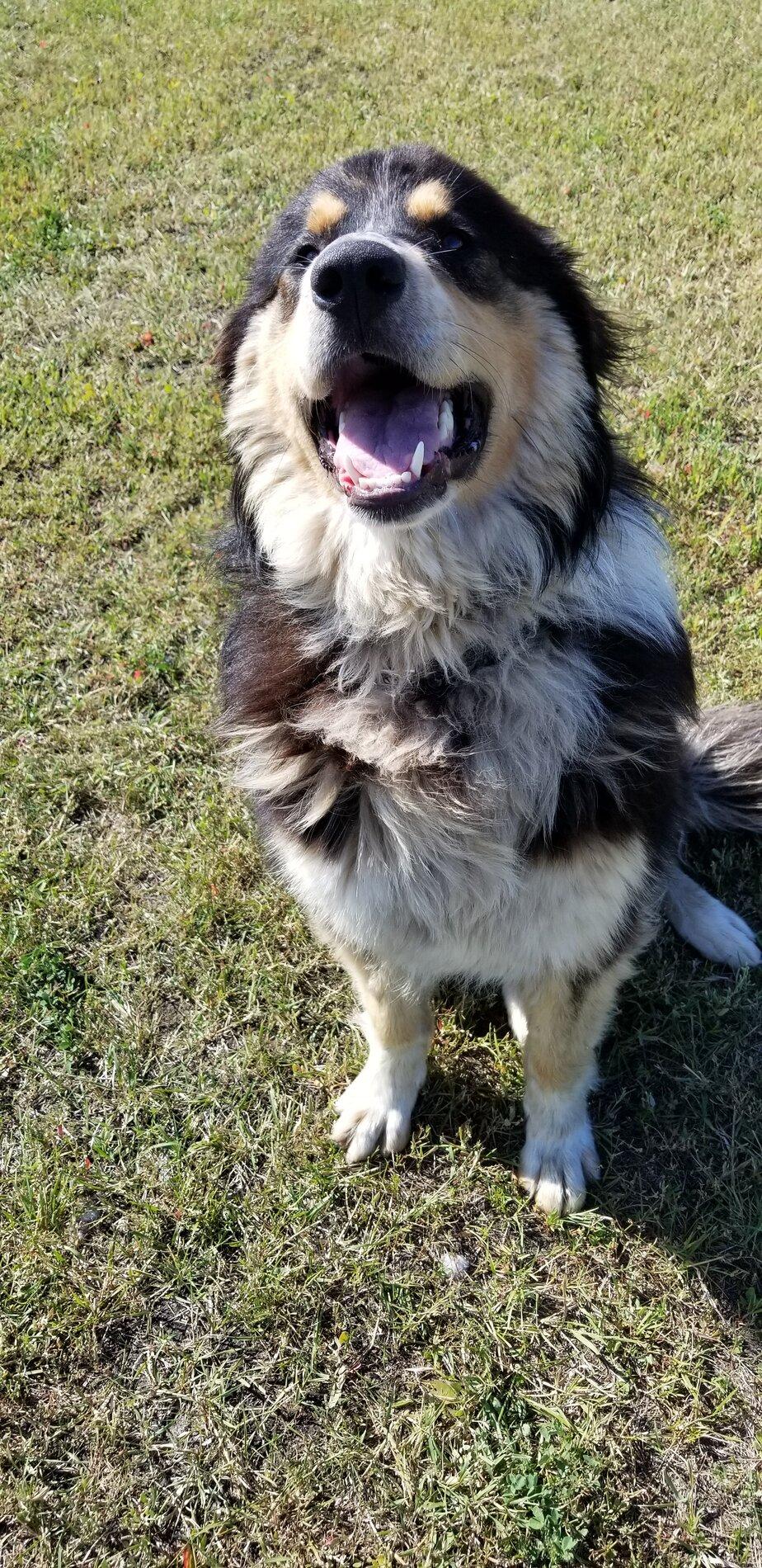 Ford Bronco The Dog Thread 🐾 20200801_102221