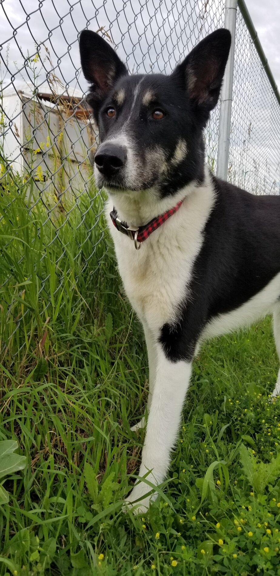 Ford Bronco The Dog Thread 🐾 20200718_110340