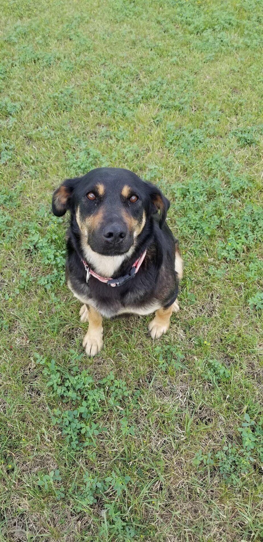 Ford Bronco The Dog Thread 🐾 20200718_102801