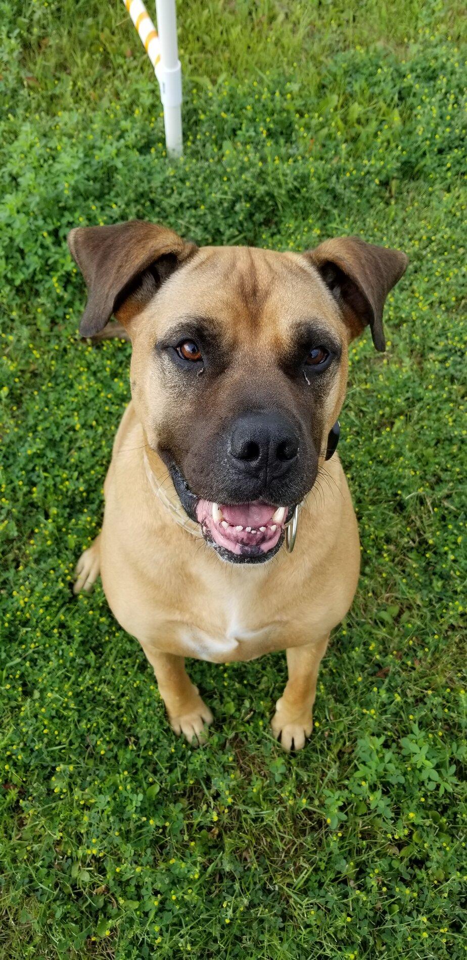 Ford Bronco The Dog Thread 🐾 20200718_101420