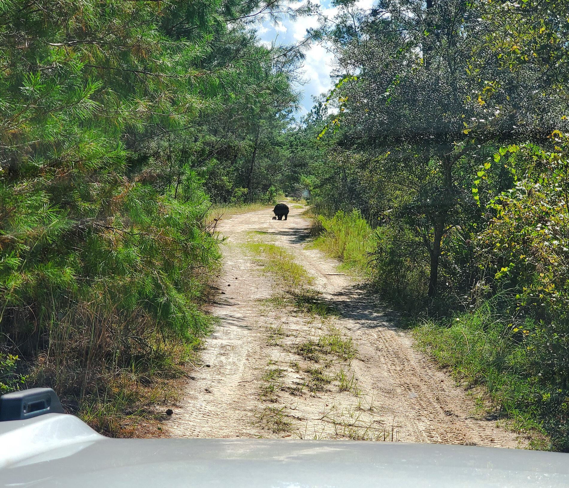 Ford Bronco Badlands - Ocala National Forest Run PSX_20211009_190419