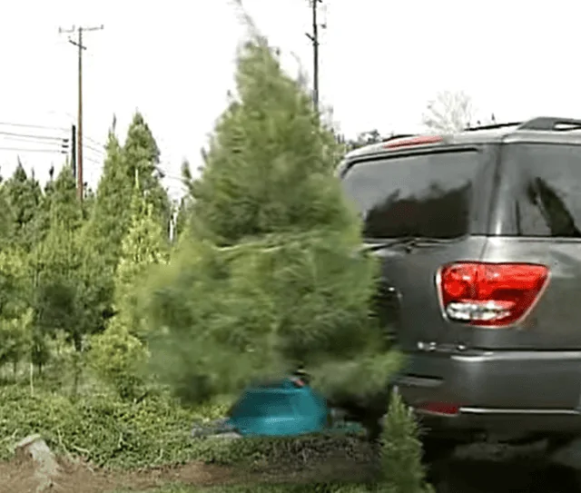 Ford Bronco Christmas Tree transporting with soft top 1634160661359