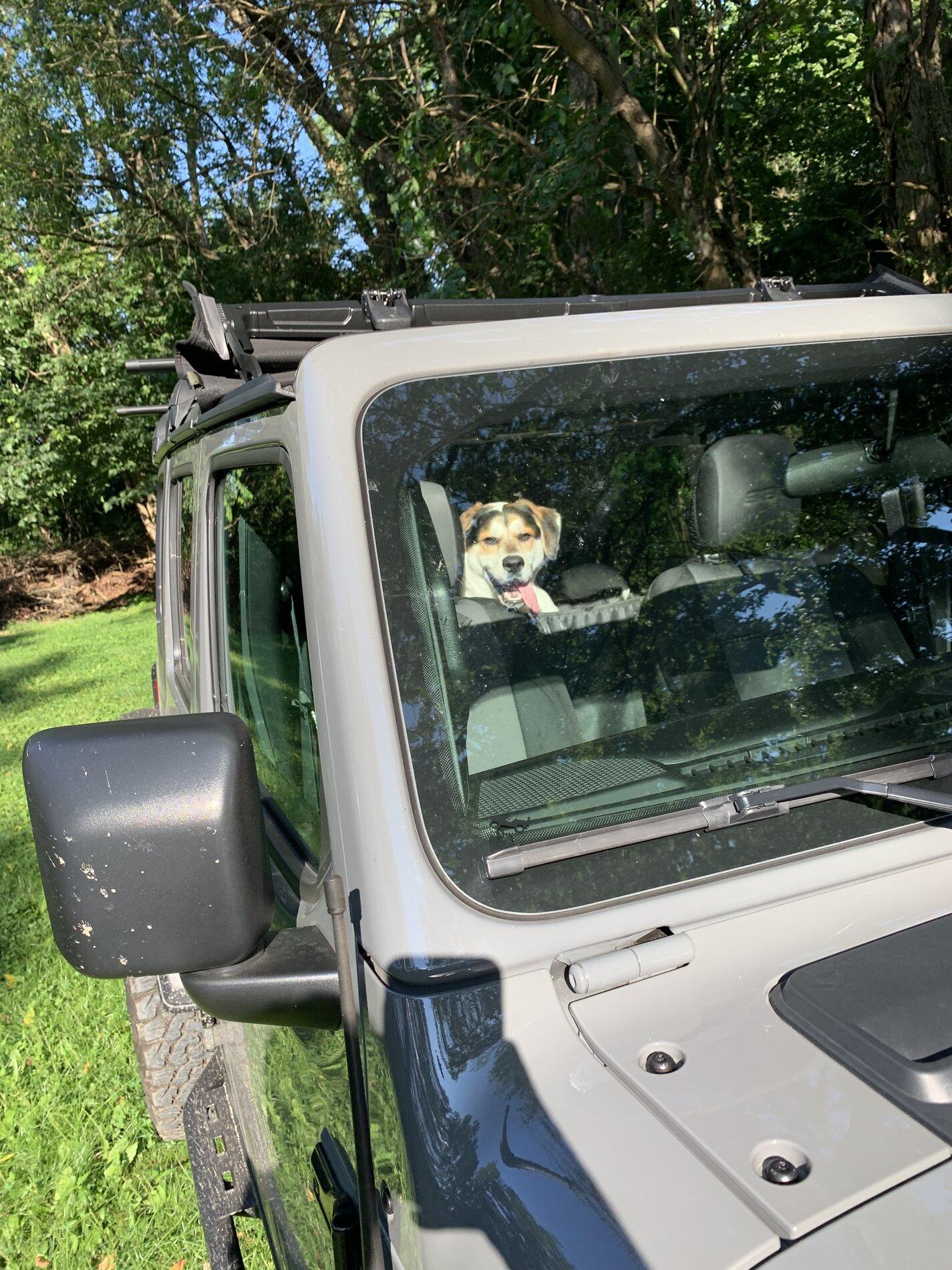 Ford Bronco Marine grade vinyl and dogs 77EBDE93-2CD9-4830-B8FD-3F88992D9F39