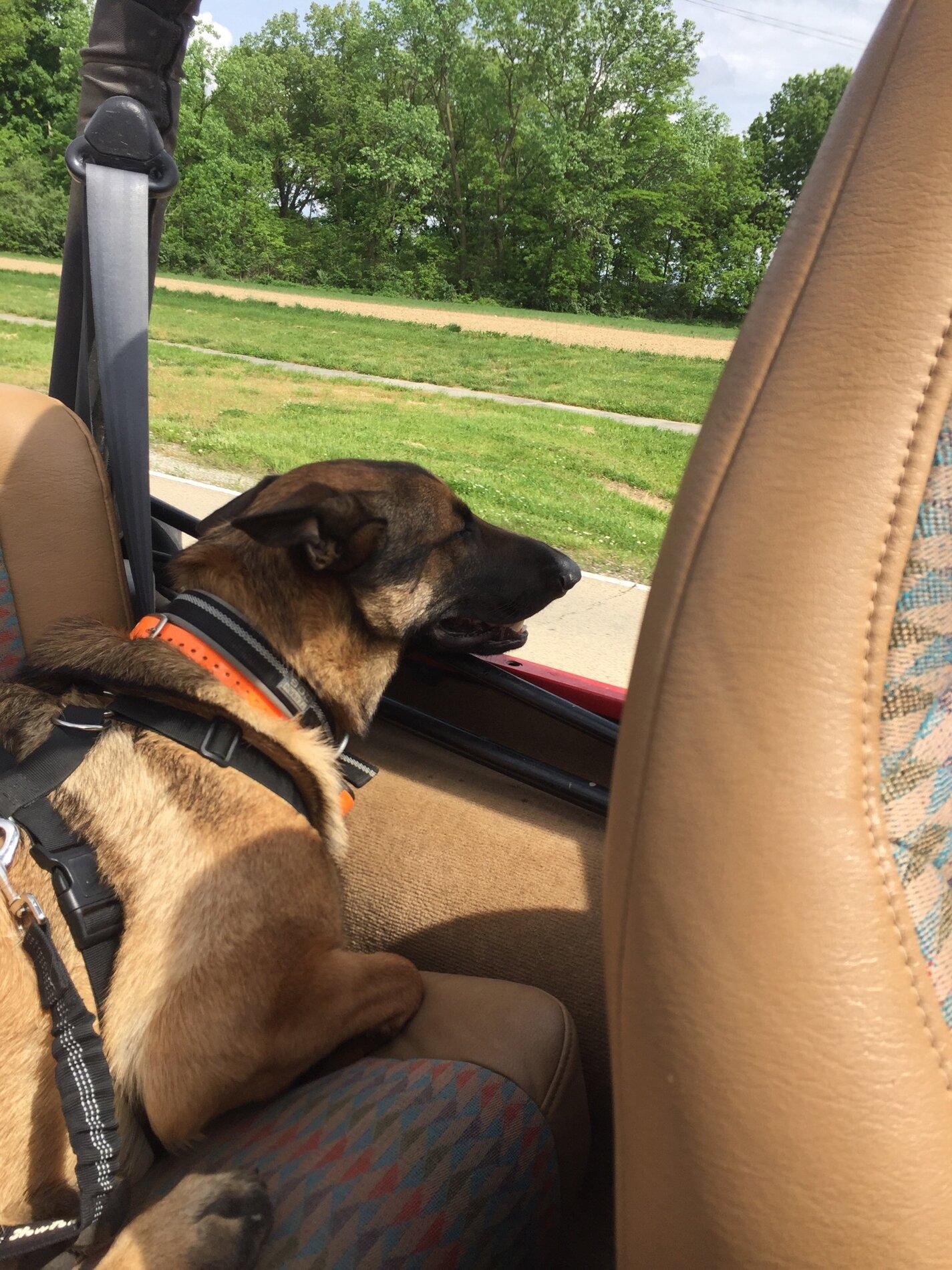 Ford Bronco Marine grade vinyl and dogs 45951