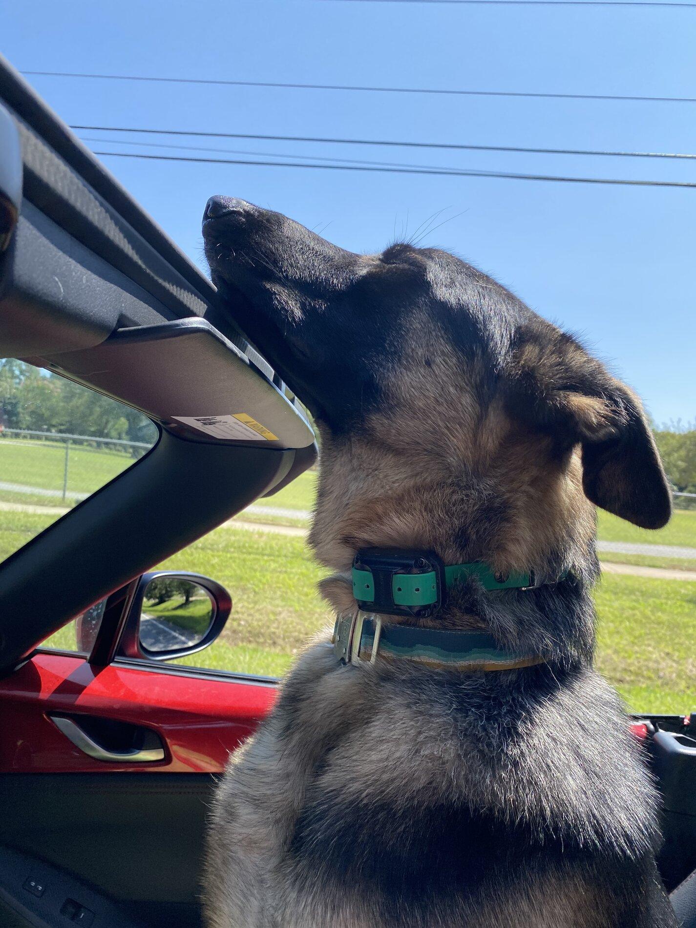 Ford Bronco Marine grade vinyl and dogs 4928DD3A-A765-4456-824E-4B20C4C177DF
