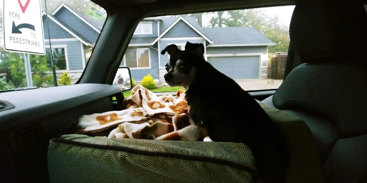 Ford Bronco Dogs in Broncos 29683