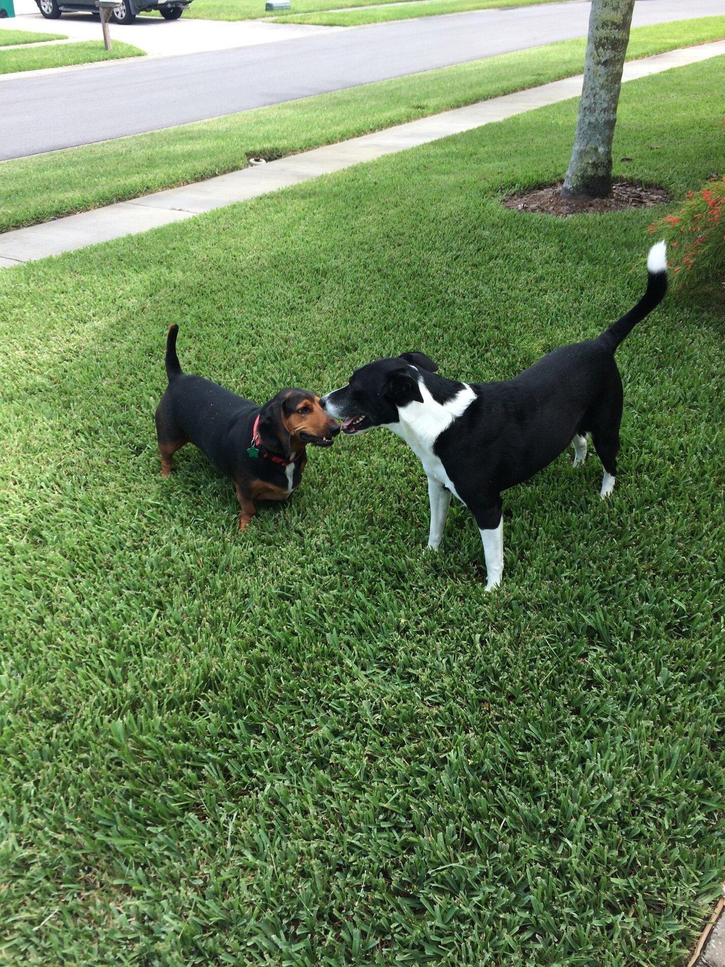 Ford Bronco The Dog Thread 🐾 Jay & Roscoe