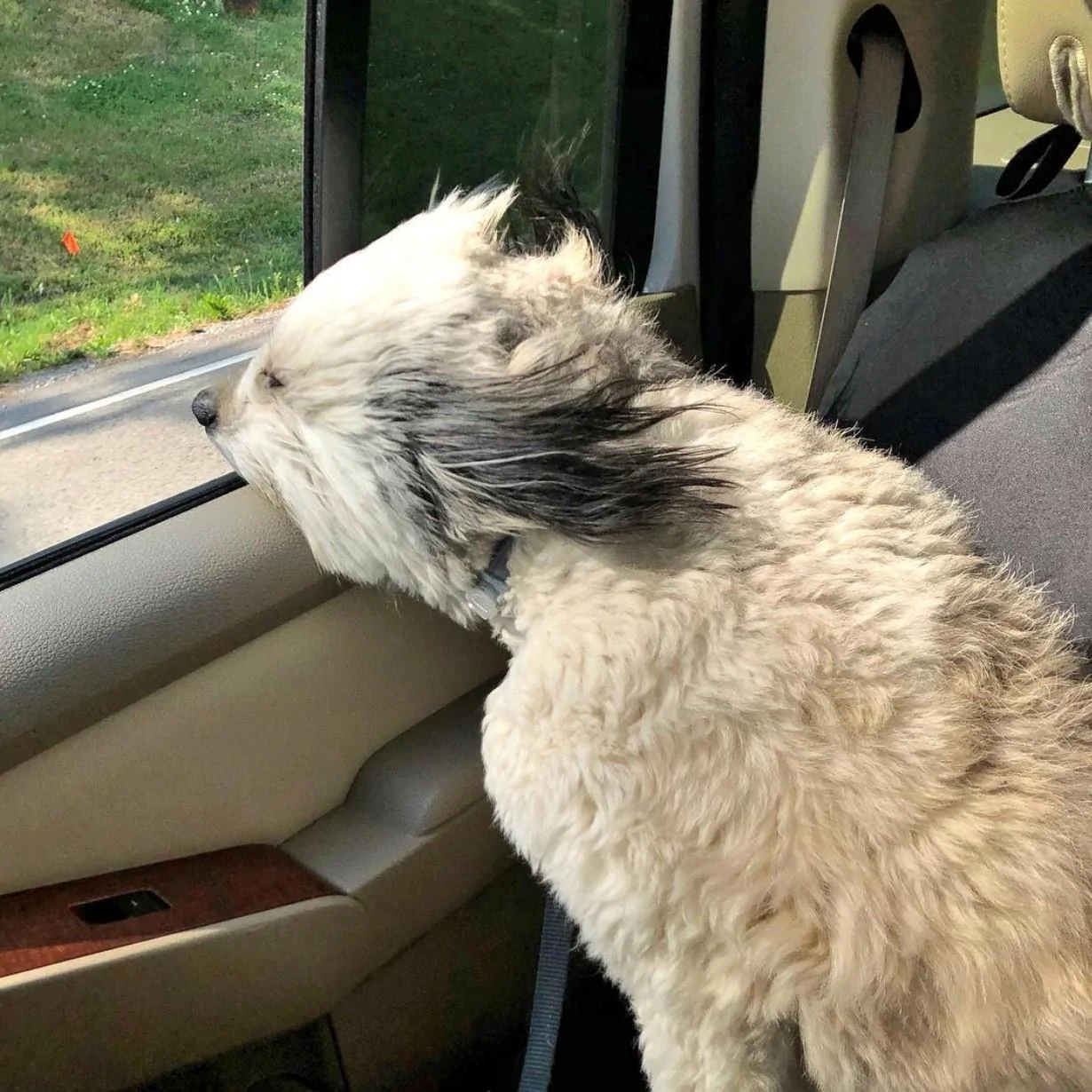 Ford Bronco The Dog Thread 🐾 R2