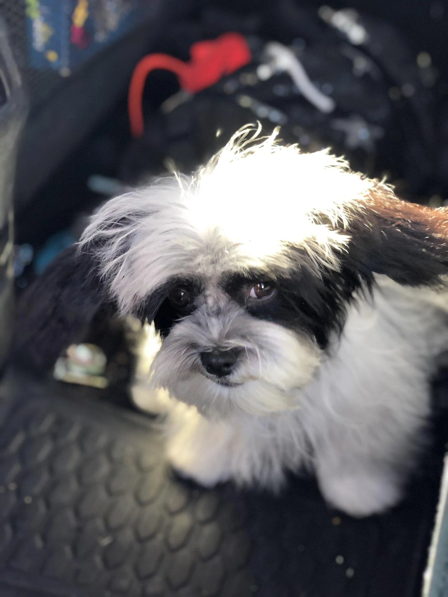 Ford Bronco The Dog Thread 🐾 IMG_1040