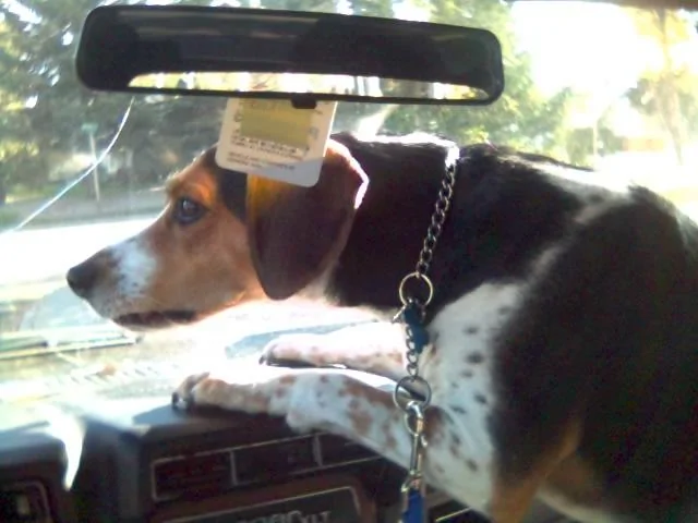 Ford Bronco Marine grade vinyl and dogs 25-10-06_1507 (2015_10_18 13_27_07 UTC)