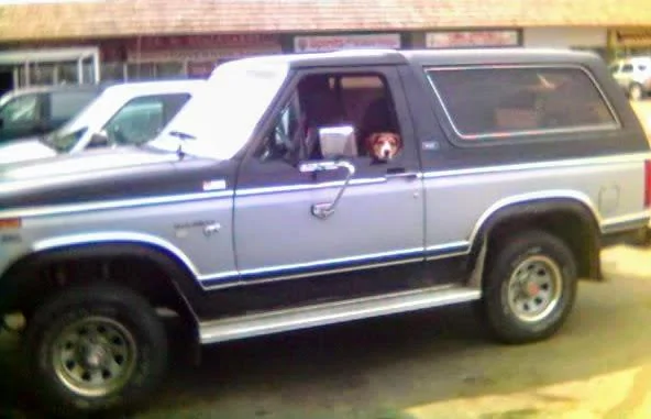 Ford Bronco Marine grade vinyl and dogs 29-04-06_1453