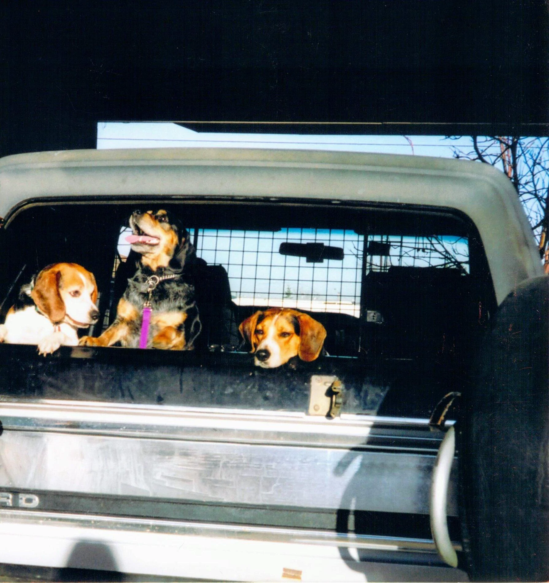 Ford Bronco Marine grade vinyl and dogs 2012_02_18_03_05_50