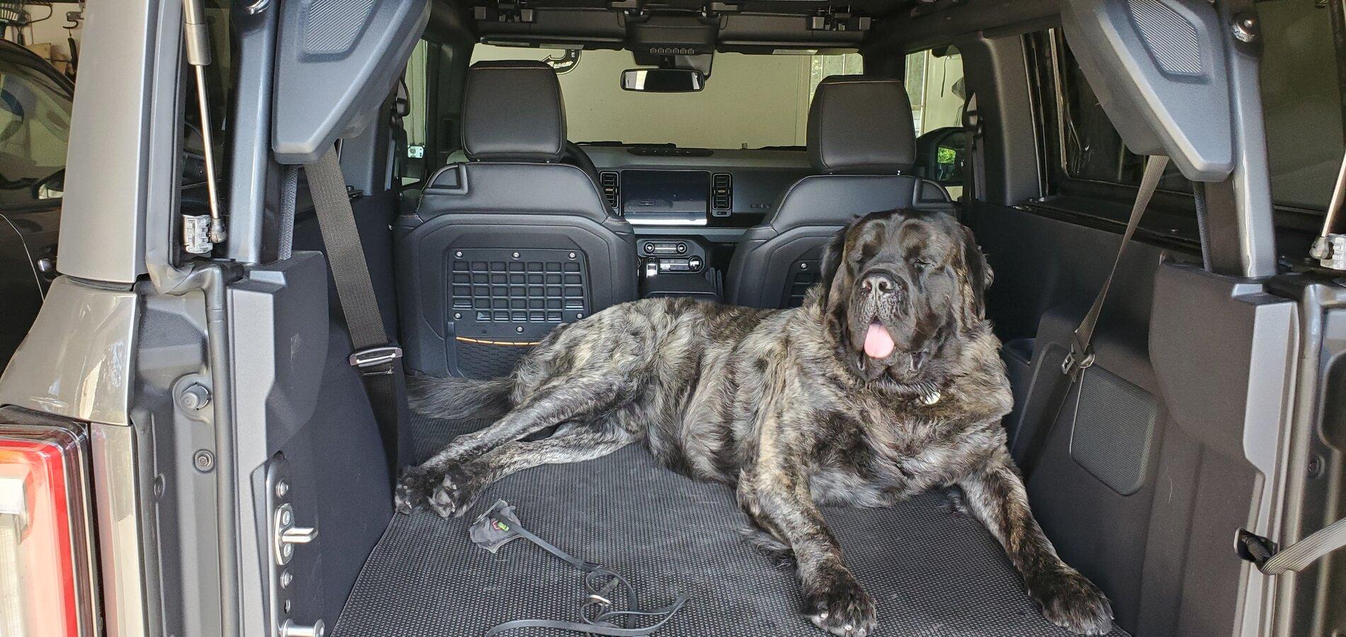 Ford Bronco Marine grade vinyl and dogs 20211023_143623