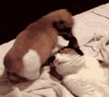 Ford Bronco First real snow- one issue dog-sit-on-face