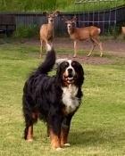 Ford Bronco Dogs Getting In and Out Cannon and Deer (480x640) (2) (300x400)
