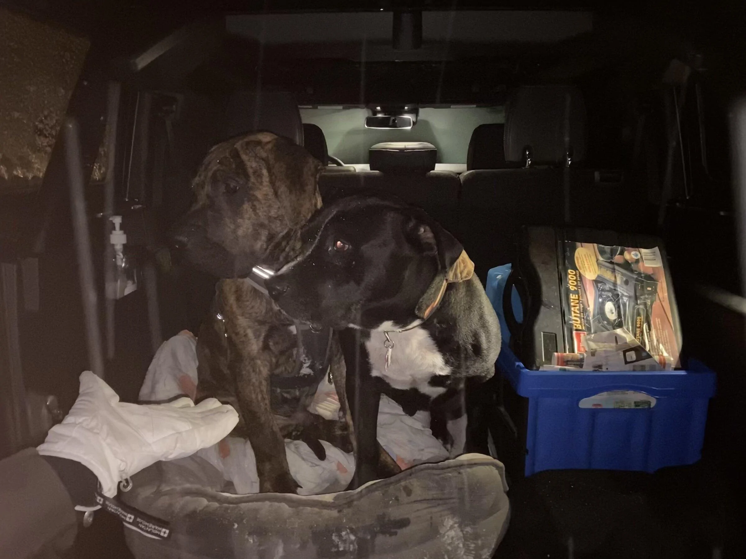 Ford Bronco Dogs Getting In and Out E3BD3758-DED5-4CC9-84D0-E42F605C745A