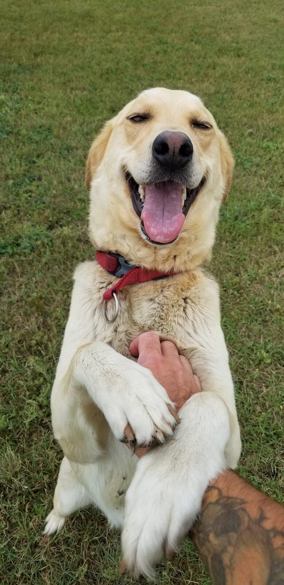 Ford Bronco The Dog Thread 🐾 20200815_103257