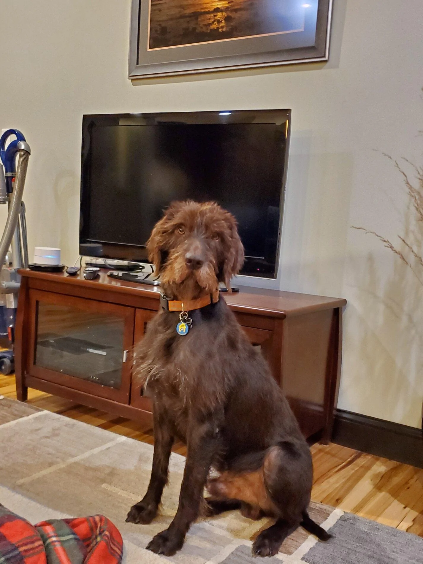Ford Bronco The Dog Thread 🐾 Doc