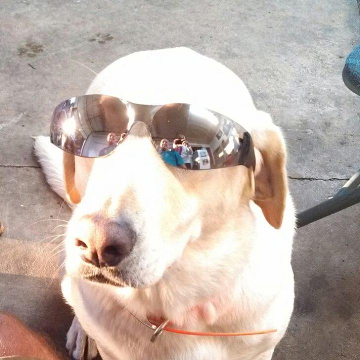 Ford Bronco The Dog Thread 🐾 stella2