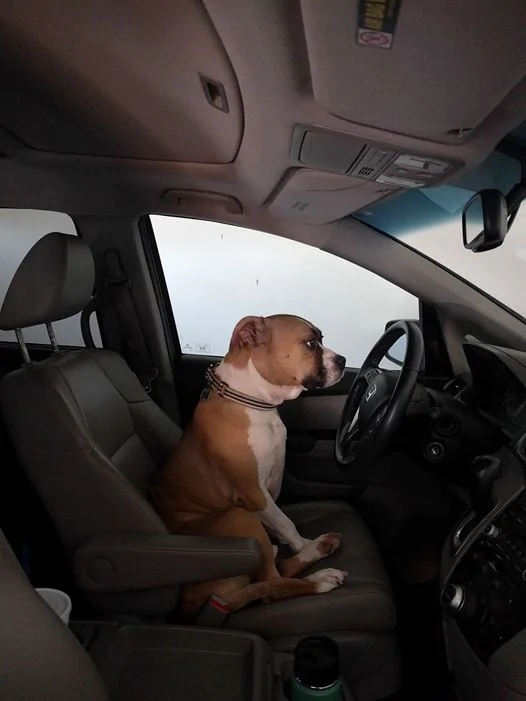 Ford Bronco The Dog Thread 🐾 23270543_10156842711133625_1910573964645065713_o