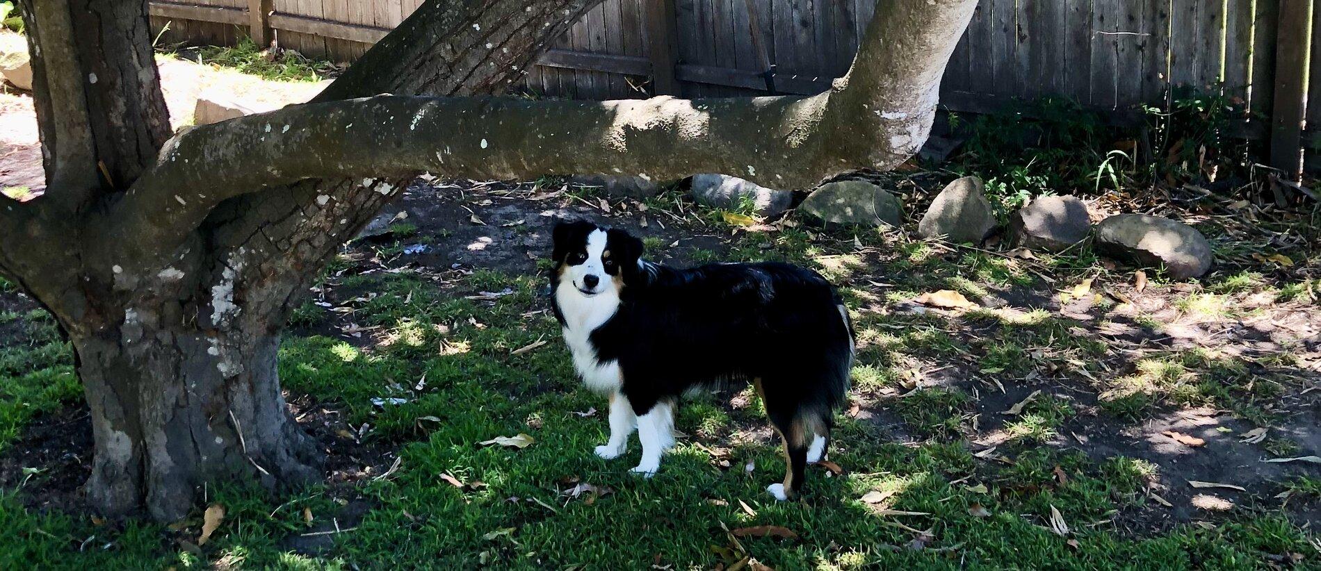 Ford Bronco The Dog Thread 🐾 010A7999-9317-4FB1-8FEF-2292BD401936