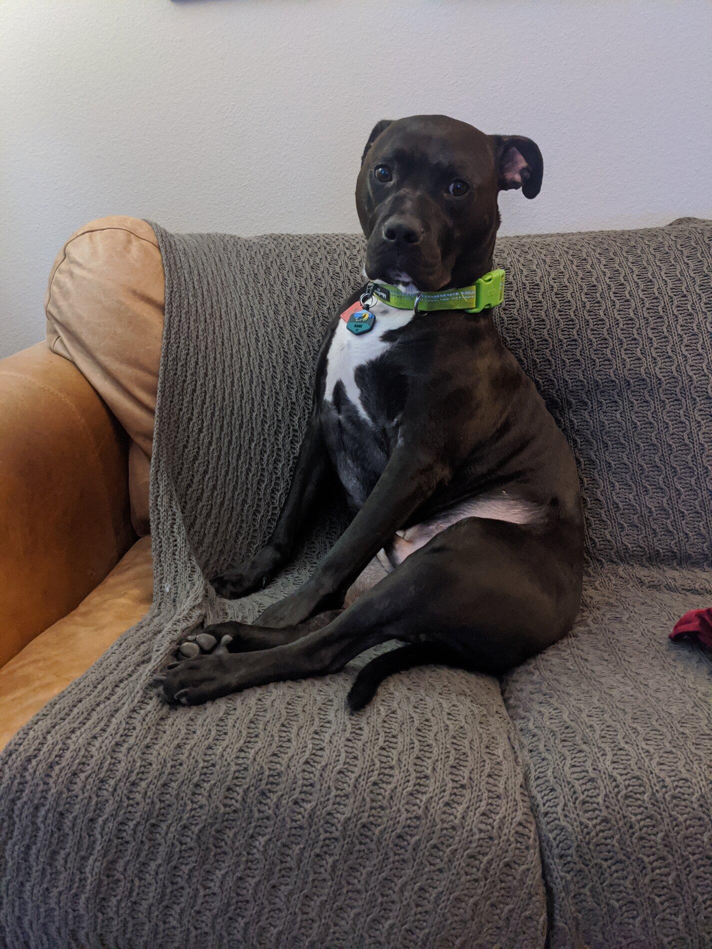 Ford Bronco The Dog Thread 🐾 IMG_20200626_201833