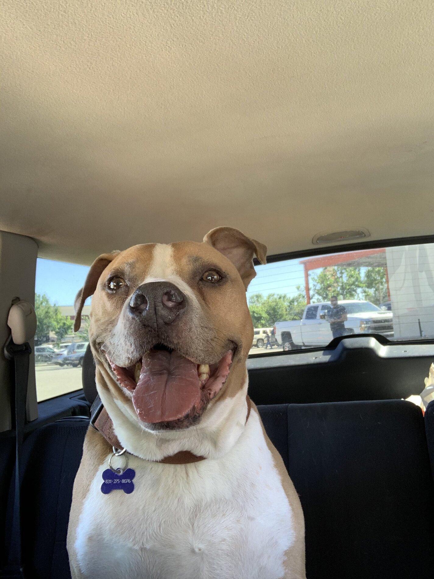 Ford Bronco The Dog Thread 🐾 IMG_0943