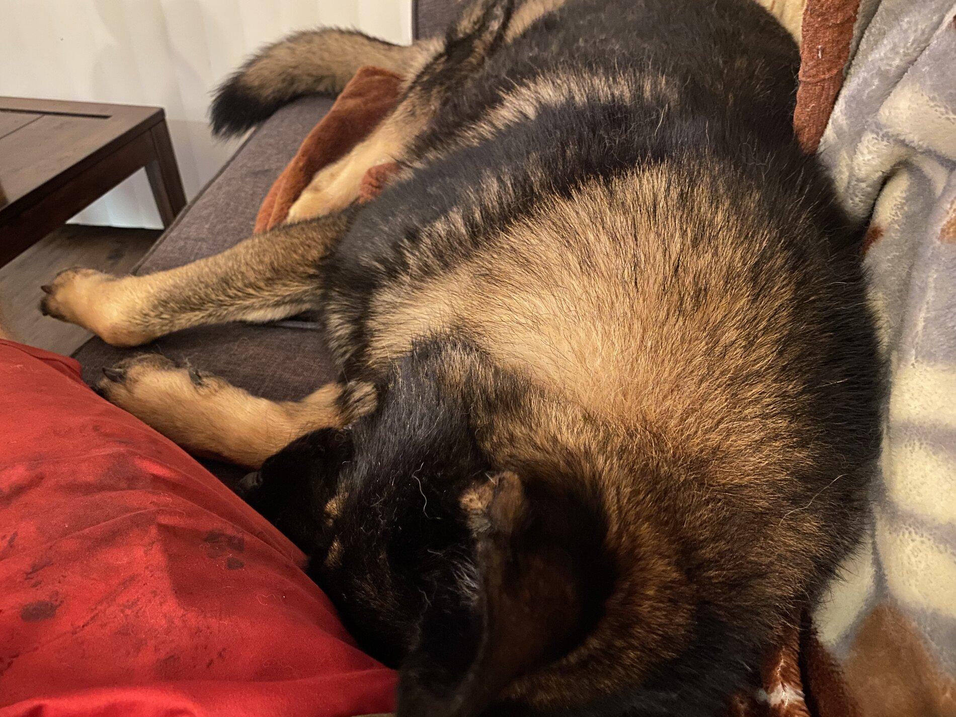 Ford Bronco The Dog Thread 🐾 F0067C10-02B8-41F6-B703-CEC49C0BEFE2