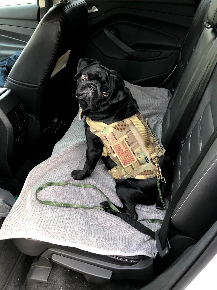 Ford Bronco The Dog Thread 🐾 IMG_4472