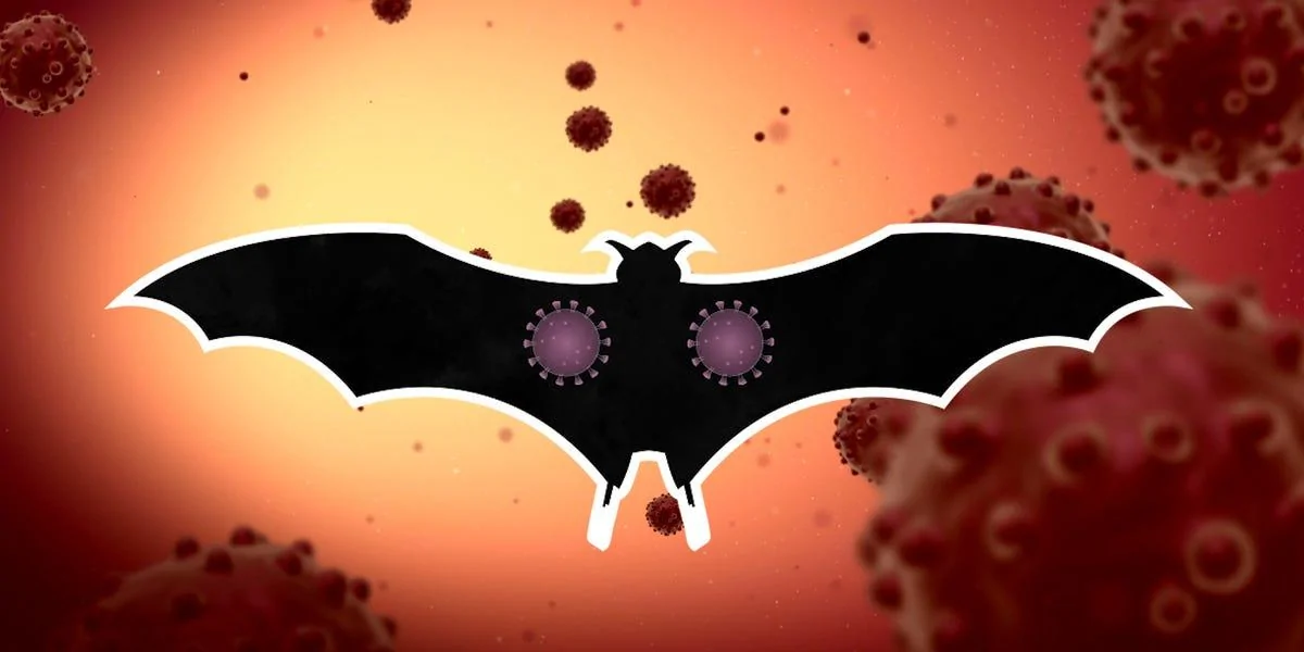 corona bat.jpeg