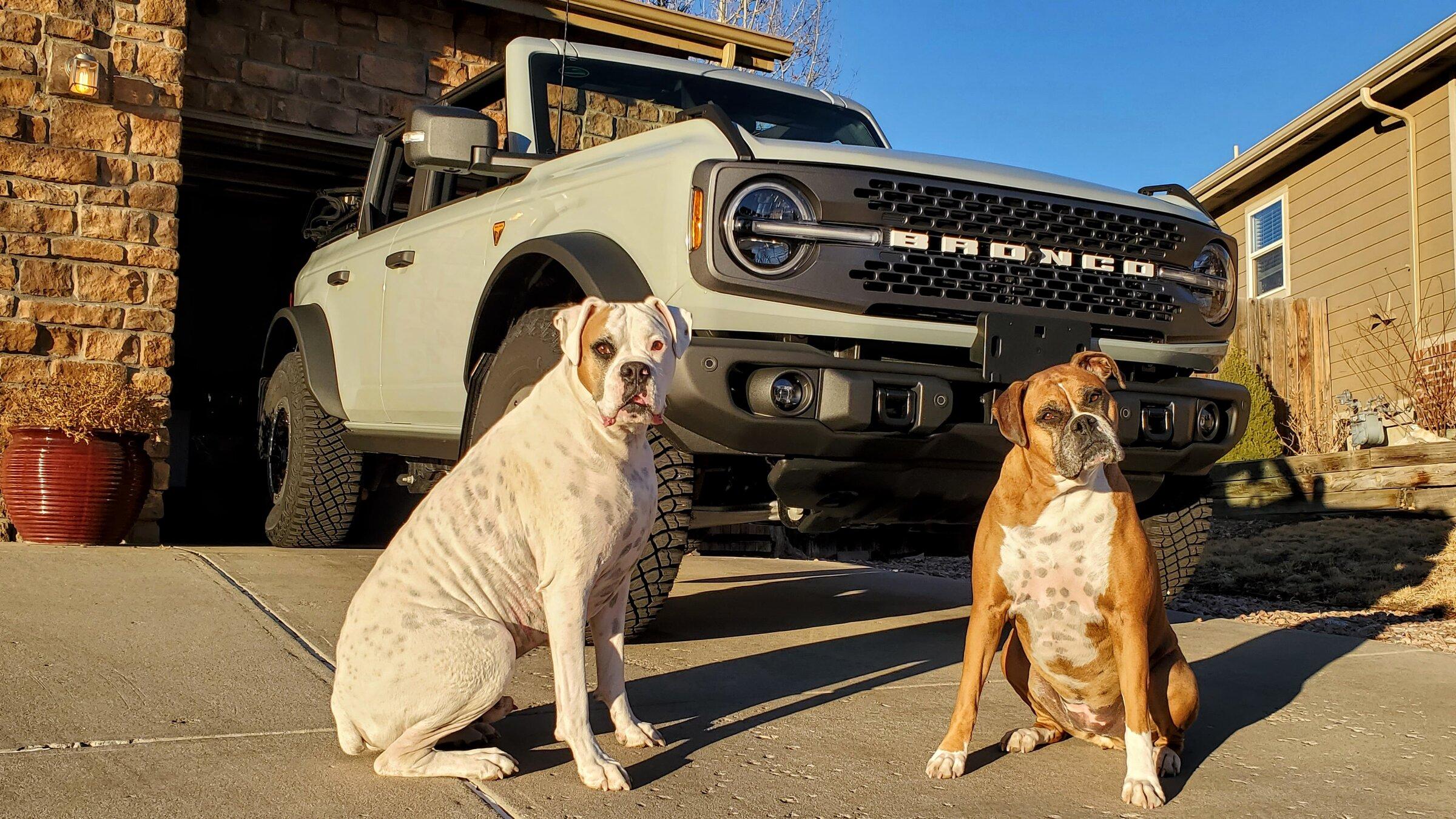 Ford Bronco Two Boxers and a Bronco 20220302_171929