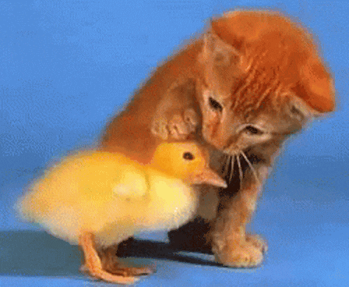 Ford Bronco 2 door vs 4 door allotment cat-duck