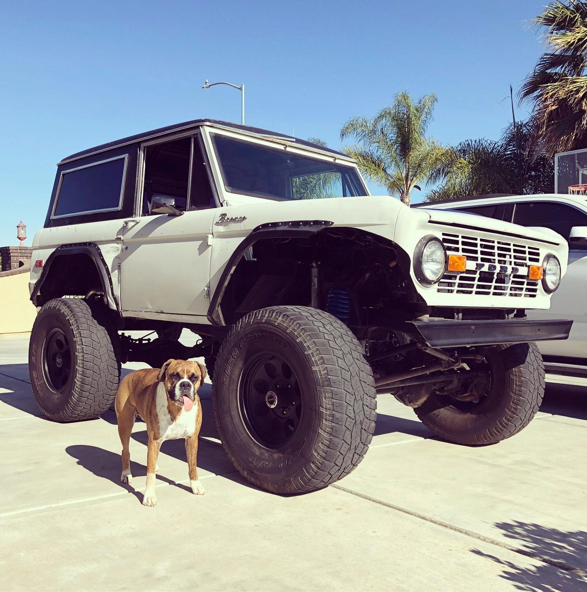 Ford Bronco The Dog Thread 🐾 IMG_4708 2