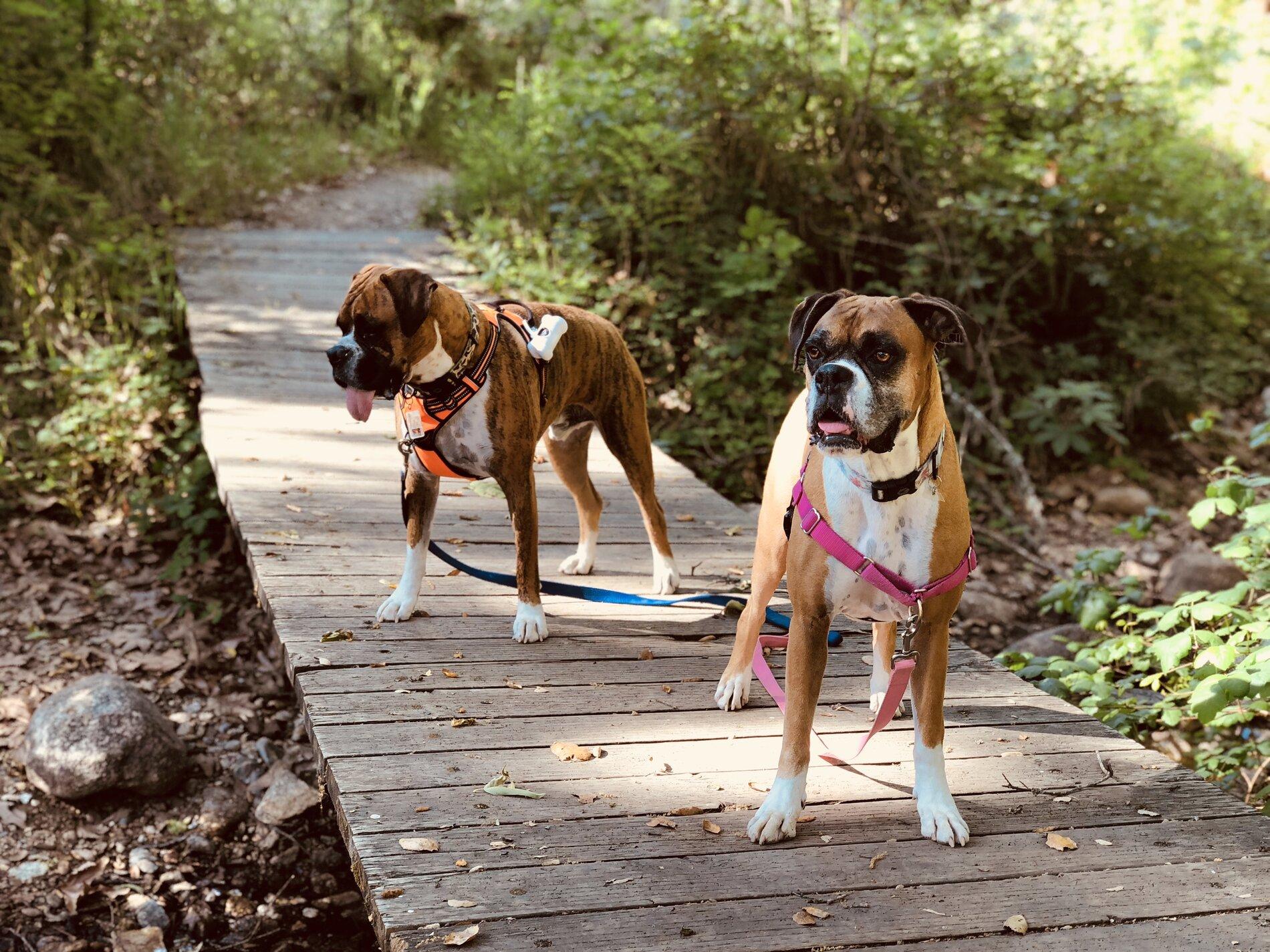 Ford Bronco The Dog Thread 🐾 IMG_3228