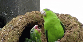 Ford Bronco After viewing the new possible pricing chart, who's deciding between BD and OB? birb