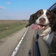 Ford Bronco Keeping your bronco trim? ould-my-dog-hang-his-head-out-car-window-178059251