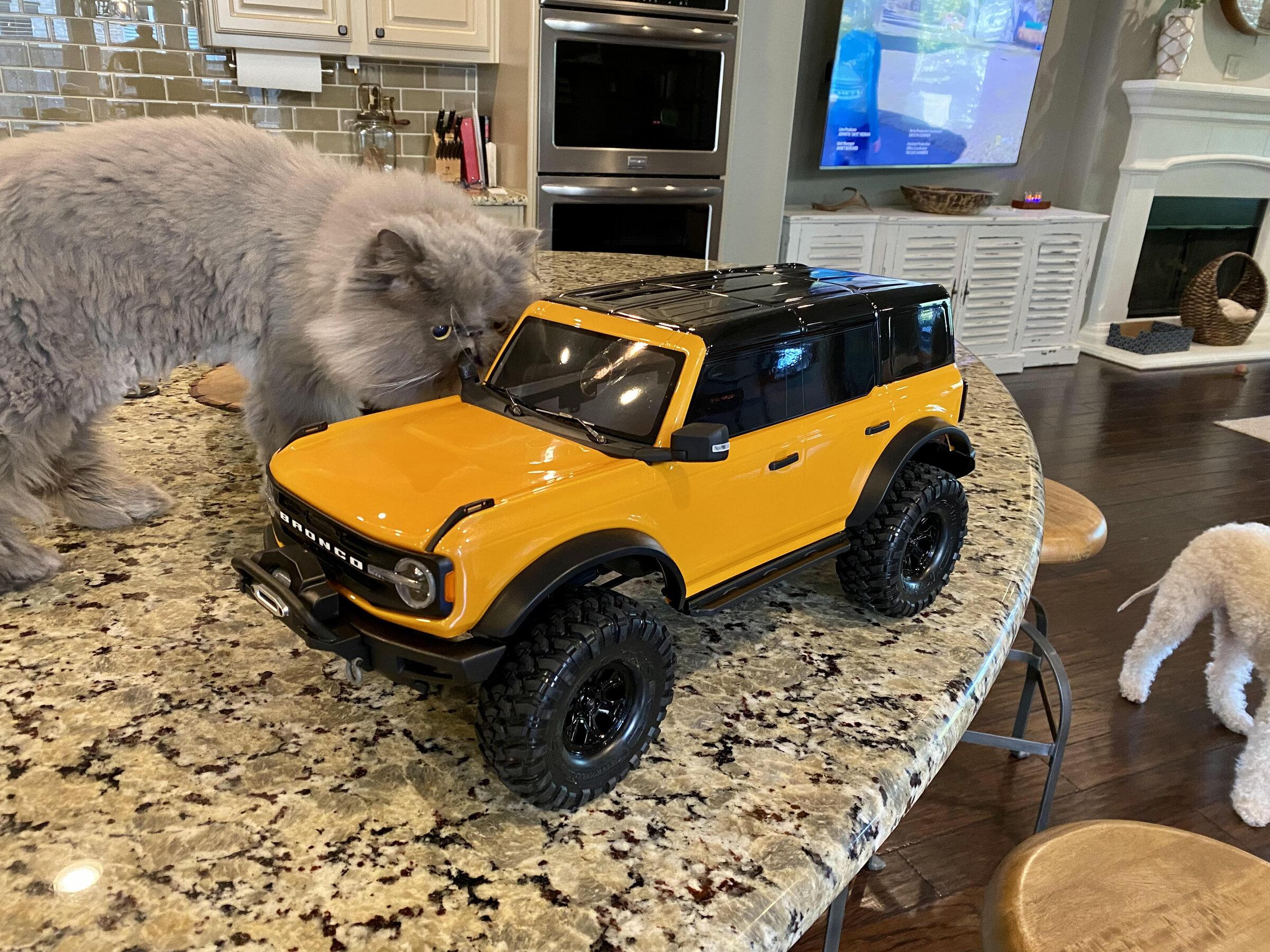 Ford Bronco The Cat Thread cat