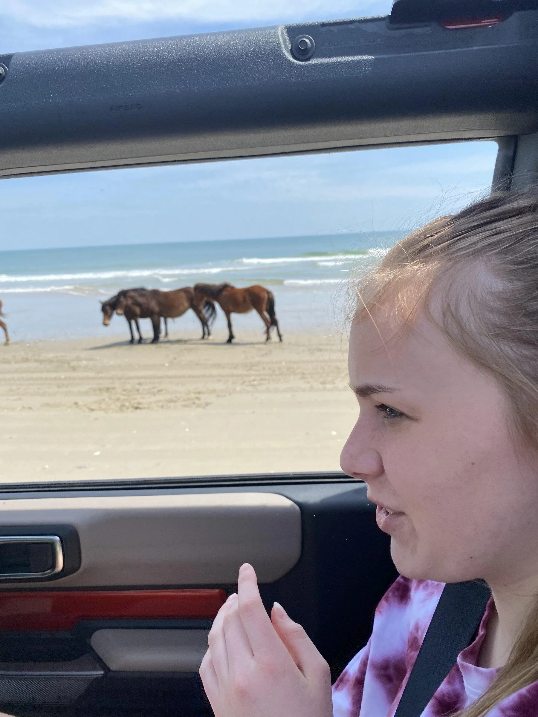 Horses 1.webp
