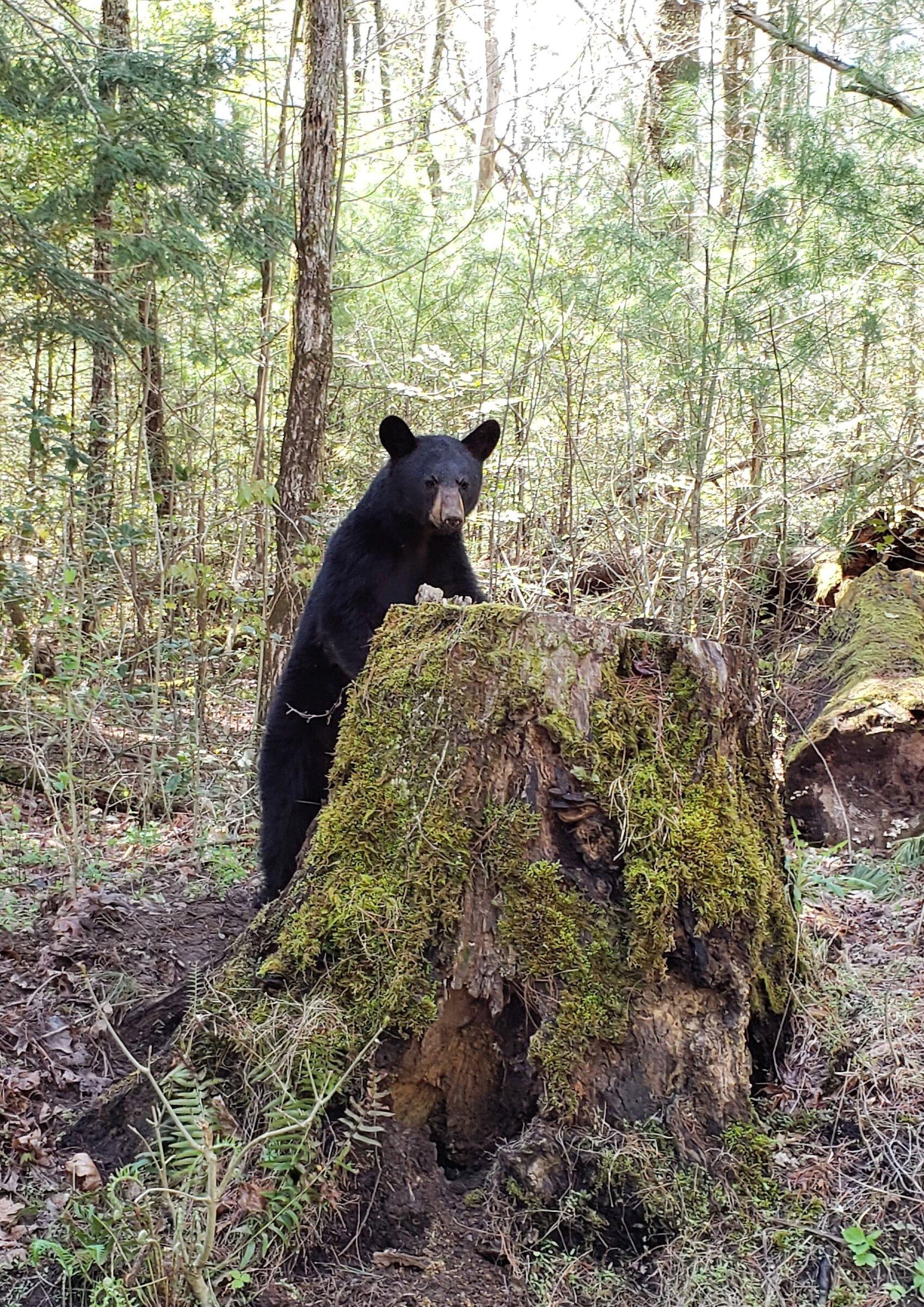 Ford Bronco 2022 Bronco Super Celebration- Scenic Drive in Beautiful Tennessee! Bear Stum