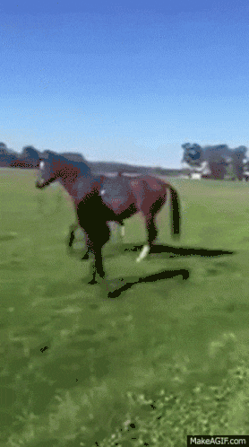 Ford Bronco . horse-woman