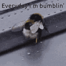 bumblin-lmfao.gif