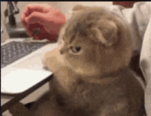 madcat-ygzcat.gif