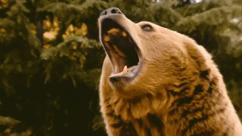 Ford Bronco Bear Opens Badlands Soft Top giphy