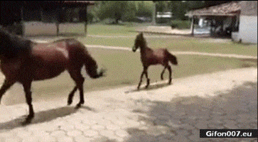 Ford Bronco Bronco Team 2 door. Funny-Little-Horse-Video-G