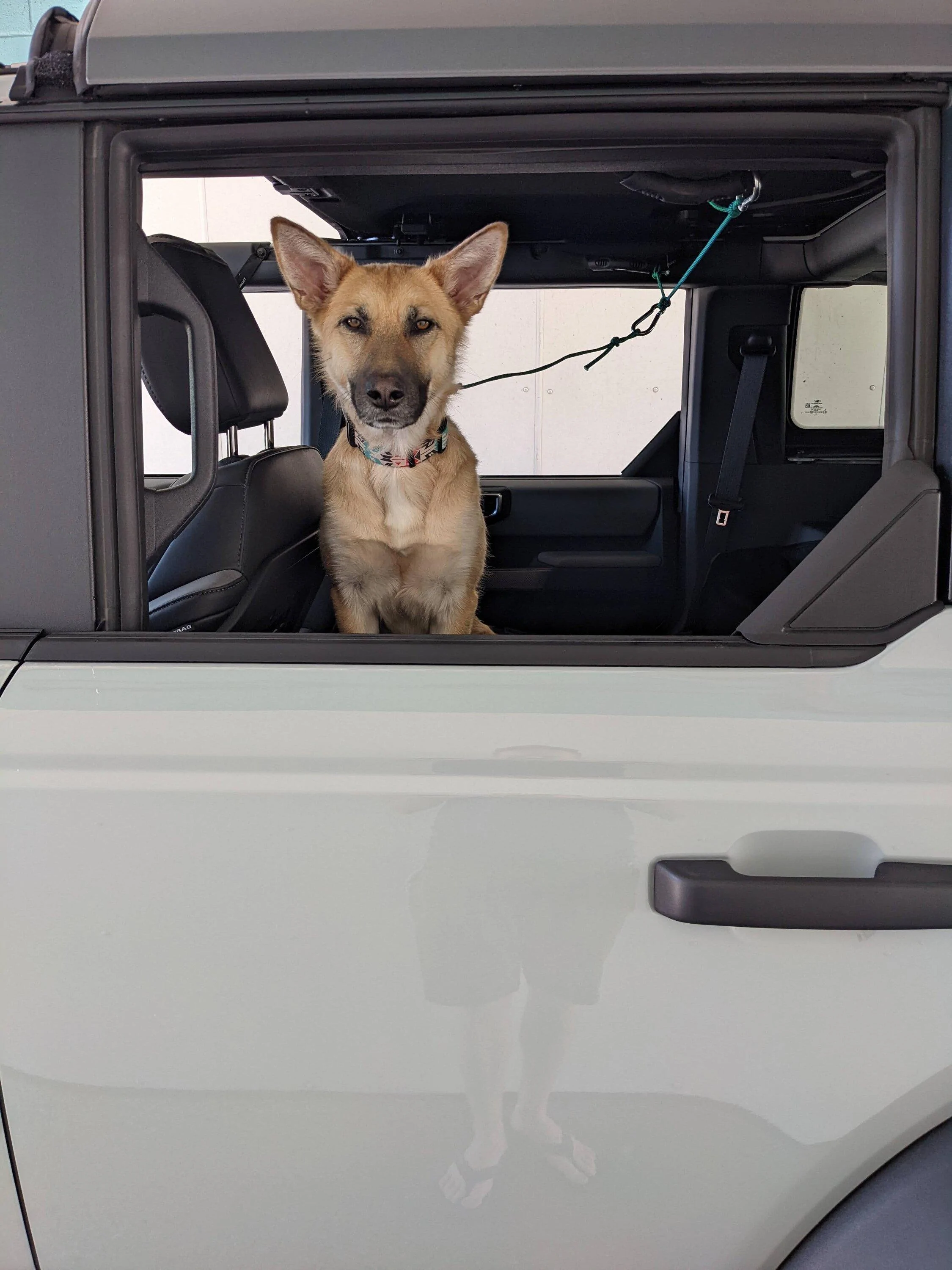 Ford Bronco Dog Restraints - Cargo Area PXL_20220606_190027052.MP
